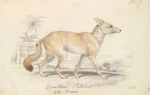 Pale Dog Fox by Charles Hamilton Smith Oil Painting