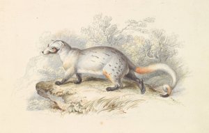 Paradoxurus Dubius by Charles Hamilton Smith Oil Painting