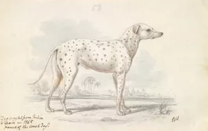 Parent of the Modern Coach Dog - Turnspit Dog by Charles Hamilton Smith Oil Painting