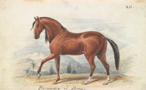 Peruvian Paso by Charles Hamilton Smith Oil Painting