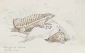 Pink Fairy Armadillo. by Charles Hamilton Smith Oil Painting