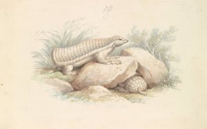 Pink Fairy Armadillo by Charles Hamilton Smith Oil Painting