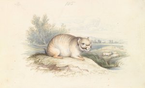 Plains Viscacha Oil painting by Charles Hamilton Smith