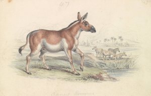 Quagga Male by Charles Hamilton Smith Oil Painting