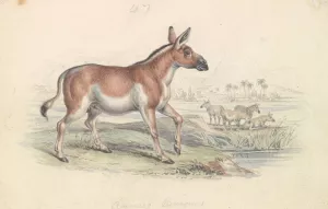 Quagga Male Oil painting by Charles Hamilton Smith