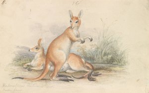 Red Kangaroos by Charles Hamilton Smith Oil Painting