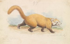 Red Panda by Charles Hamilton Smith Oil Painting