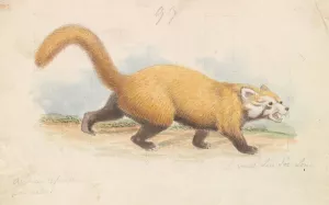 Red Panda by Charles Hamilton Smith Oil Painting