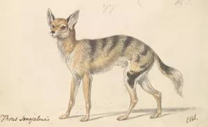 Senegalese Wolf or Grey Jackal Oil painting by Charles Hamilton Smith