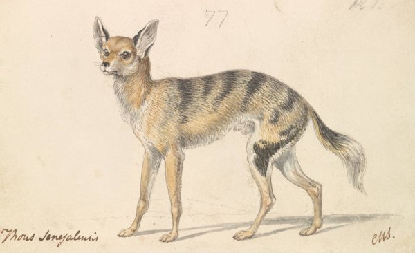 Senegalese Wolf or Grey Jackal  by Charles Hamilton Smith - Hand-Painted Oil Painting Reproduction