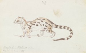 Small Indian Civet by Charles Hamilton Smith Oil Painting
