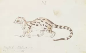 Small Indian Civet Oil painting by Charles Hamilton Smith
