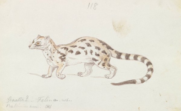 Small Indian Civet  by Charles Hamilton Smith - Hand-Painted Oil Painting Reproduction