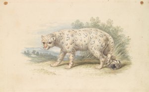 Snow Leopard by Charles Hamilton Smith Oil Painting