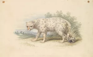 Snow Leopard by Charles Hamilton Smith Oil Painting