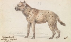 Spotted Hyena by Charles Hamilton Smith Oil Painting