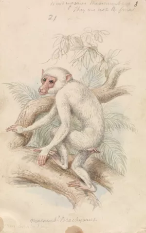 Stump-tailed Macaque Oil painting by Charles Hamilton Smith