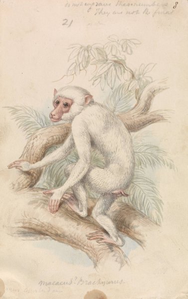 Stump-tailed Macaque  by Charles Hamilton Smith - Hand-Painted Oil Painting Reproduction