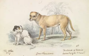 The Alco; Young, Carrier Dog of the Indians by Charles Hamilton Smith Oil Painting