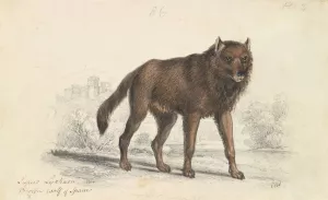 The Black Wolf by Charles Hamilton Smith Oil Painting