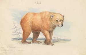 The Brown Bear by Charles Hamilton Smith Oil Painting