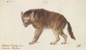 The Brown Hyena by Charles Hamilton Smith Oil Painting