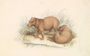 The Capybara by Charles Hamilton Smith Oil Painting
