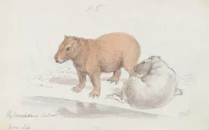 The Capybara by Charles Hamilton Smith Oil Painting