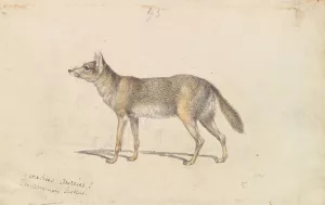 The Common Jackal Oil painting by Charles Hamilton Smith