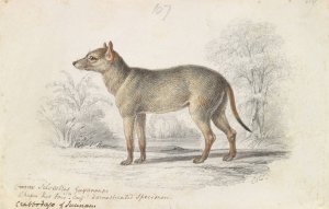 The Crabodage, or Surinam Aguara Dog by Charles Hamilton Smith Oil Painting