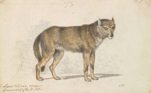 The Gray Wolf by Charles Hamilton Smith Oil Painting