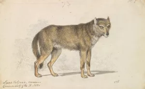 The Gray Wolf by Charles Hamilton Smith Oil Painting