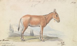The Hlymar, or Hamur, Persian Wild Ass by Charles Hamilton Smith Oil Painting