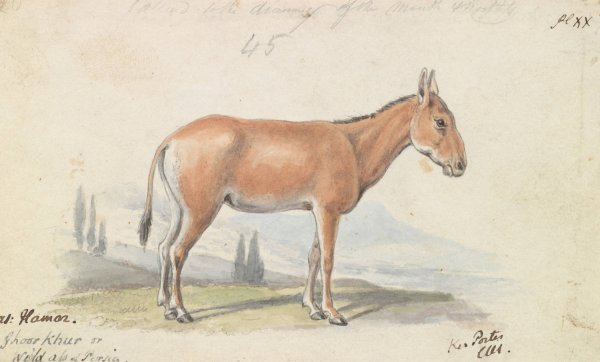 The Hlymar, or Hamur, Persian Wild Ass  by Charles Hamilton Smith - Hand-Painted Oil Painting Reproduction
