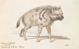 The Hyena of Albara by Charles Hamilton Smith Oil Painting