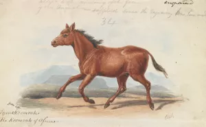 The Koomrah Horse by Charles Hamilton Smith Oil Painting