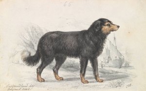 The Newfoundland Dog, Original Breed by Charles Hamilton Smith Oil Painting
