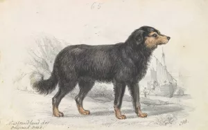 The Newfoundland Dog, Original Breed by Charles Hamilton Smith Oil Painting