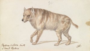 The Strand Hyaena by Charles Hamilton Smith Oil Painting