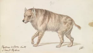 The Strand Hyaena by Charles Hamilton Smith Oil Painting