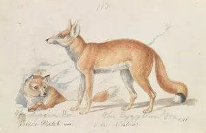 The Syrian Fox and The Egyptian Fox by Charles Hamilton Smith Oil Painting