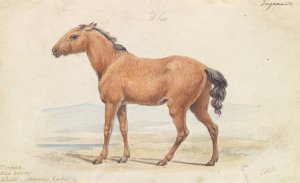 The Tarpan. Wild Horse. Native to Russia by Charles Hamilton Smith Oil Painting