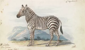The Zebra by Charles Hamilton Smith Oil Painting