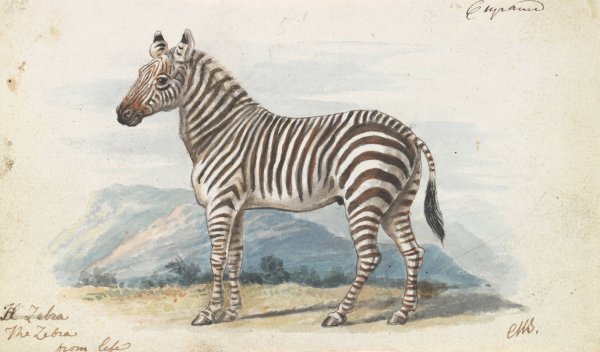 The Zebra  by Charles Hamilton Smith - Hand-Painted Oil Painting Reproduction