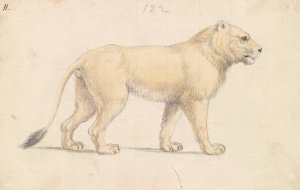 Tsavo Lion by Charles Hamilton Smith Oil Painting