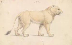 Tsavo Lion by Charles Hamilton Smith Oil Painting