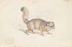 Turkish Dog-Fox by Charles Hamilton Smith Oil Painting