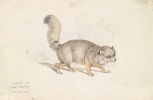 Turkish Dog-Fox Oil painting by Charles Hamilton Smith