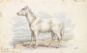 Villous Horse, Primeval White Stock by Charles Hamilton Smith Oil Painting