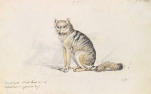 White-Barred Aguara Fox by Charles Hamilton Smith Oil Painting